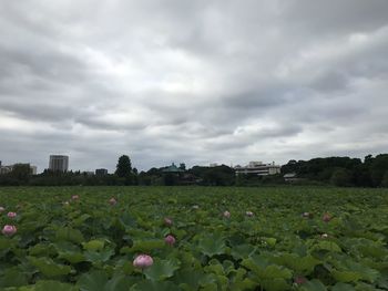 Scenic view of flowering plants on field against cloudy sky