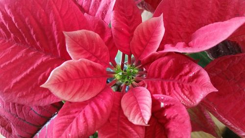 Close-up of red flowers blooming outdoors