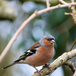 Close-up of bird perching on tree