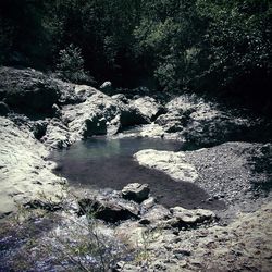 Scenic view of river flowing through rocks in forest