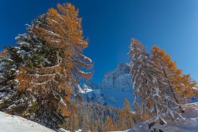 Mount pelmo northern side in a sunny day with autumn colored larch forest, dolomites, italy.