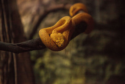 Yellow eyelash viper snake bothriechis schlegelii coils its body around a branch.