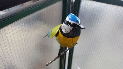 High angle view of bird perching on yellow umbrella