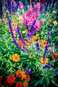 Close-up of purple flowering plants