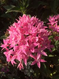 Close-up of pink flowering plants