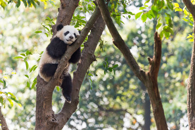 Low angle view of an animal on tree