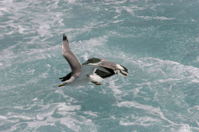 High angle view of birds swimming in sea