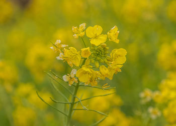 Close-up of yellow flowers