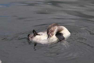 High angle view of duck swimming in lake