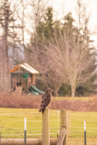 Bird perching on wooden post