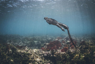 Fish swimming in sea