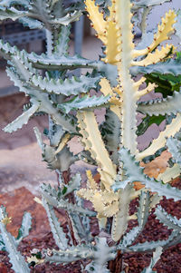 High angle view of cactus growing on field