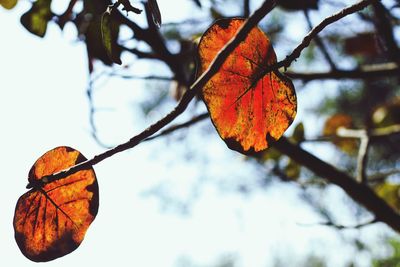 Low angle view of orange leaf against sky