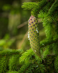 Beautiful, young spruce tree cones with resin dripping. spring scenery, christmas decoration.