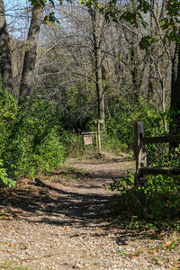 Trees in park