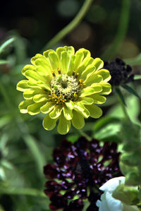 Close-up of yellow flowering plant