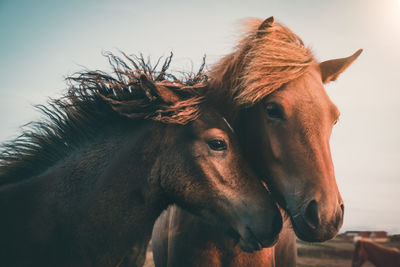 Close-up of horses standing against sky during sunset