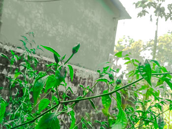 Close-up of fresh green plant with sunlight falling on land