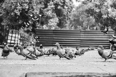 Pigeons perching on a tree