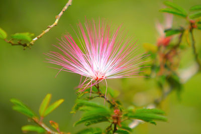 Close-up of pink flower