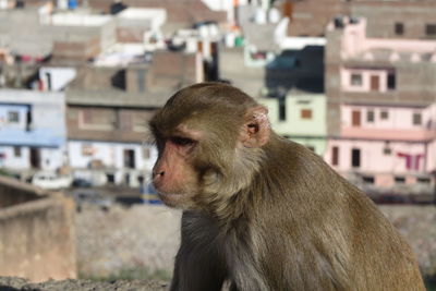 Close-up of monkey