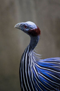 Close-up of a bird