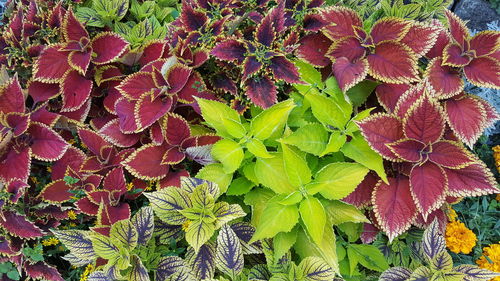 Full frame shot of leaves