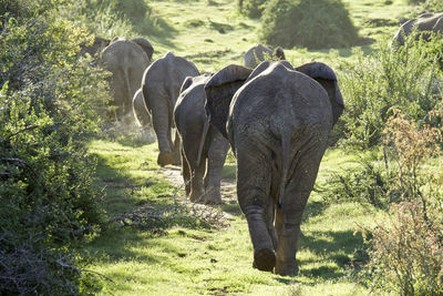 Elephant standing on field against trees