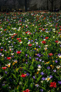 View of flowering plants on field