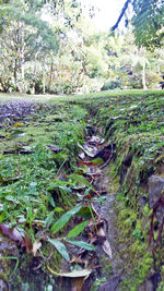 Close-up of fresh green plants in forest