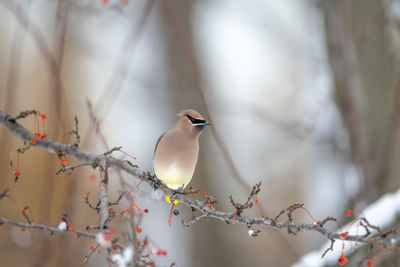 Low angle view of bird perching on branch