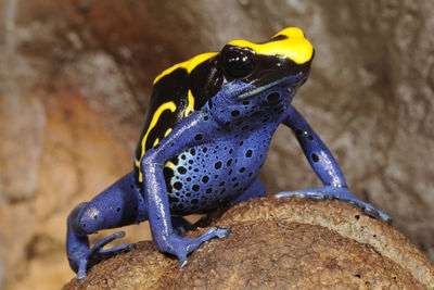 Close-up of frog on rock