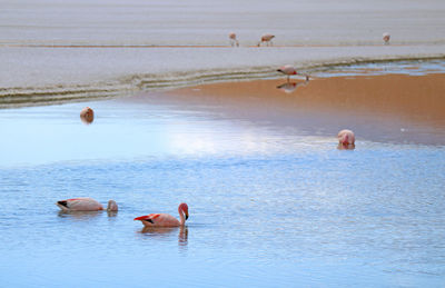 Ducks swimming in sea