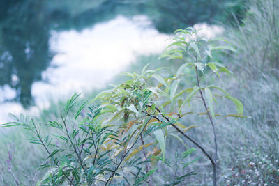 Close-up of plant growing on field