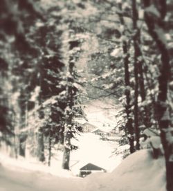 Snow covered trees