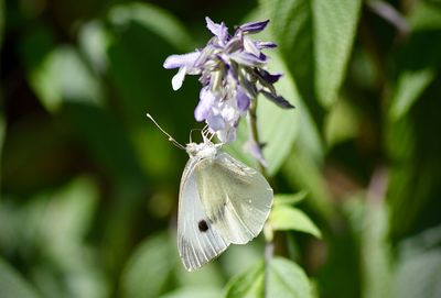 Close-up of butterfly pollinating on purple flower