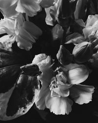 Close-up of white roses