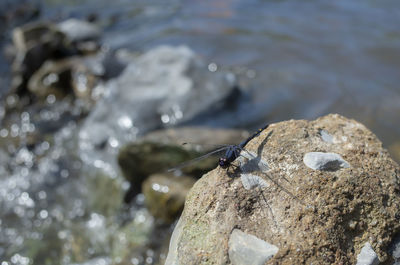 High angle view of insect on rock