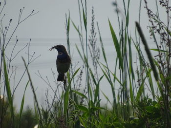 Bird perching on a grass