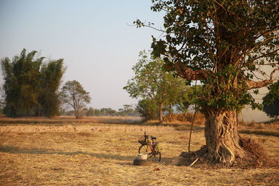 People sitting on field by trees against sky