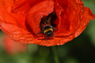 Close-up of insect on red flower