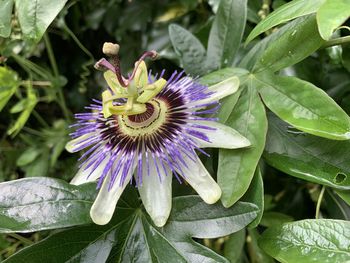 Close-up of purple flower in bloom