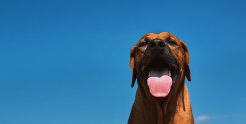 Close-up of a dog