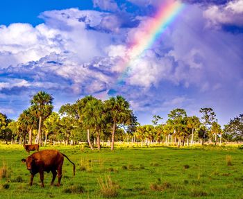 Cows grazing on field against sky
