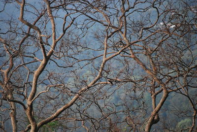 Low angle view of bare tree against sky