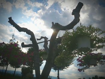 Low angle view of trees against cloudy sky