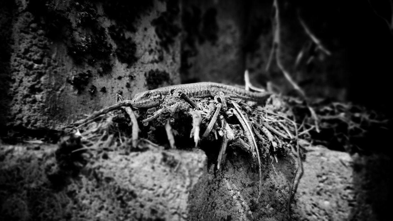 darkness, black and white, no people, nature, close-up, monochrome photography, monochrome, focus on foreground, selective focus, day, plant, outdoors, tree, macro photography, rock, death, land, textured