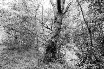 Image of bare tree in forest