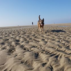 View of dog on beach