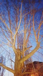 Low angle view of bare trees during winter